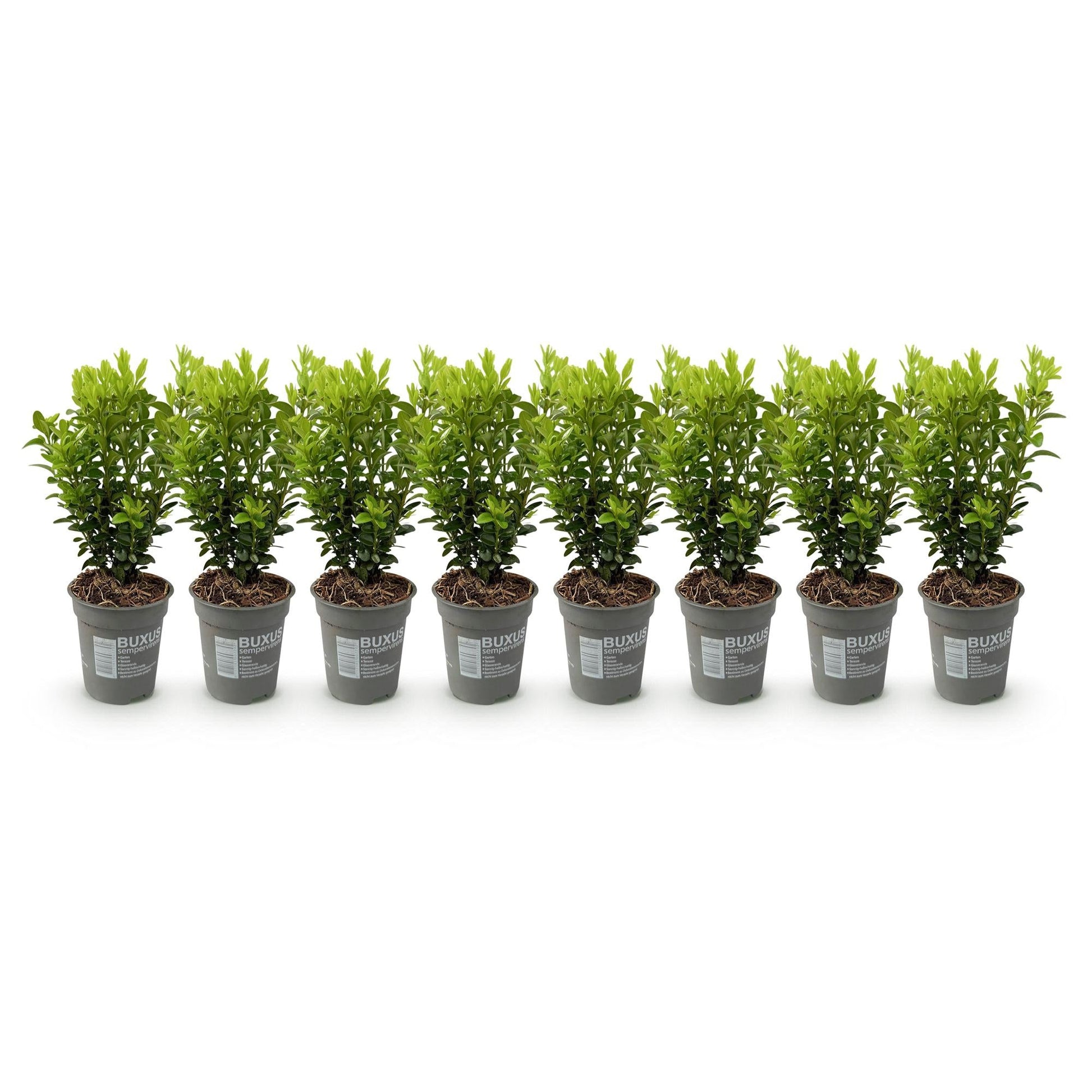Buxus sempervirens - 8 planten - 1 strekkende meter - Forestbloom