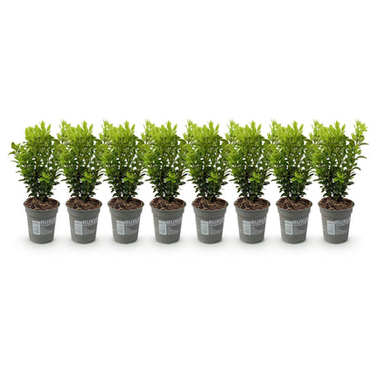 Buxus sempervirens - 8 planten - 1 strekkende meter - Forestbloom