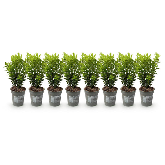 Buxus sempervirens - 8 planten - 1 strekkende meter - Forestbloom