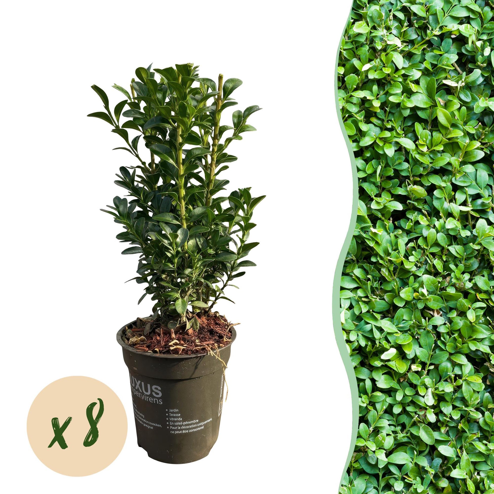 Buxus sempervirens - 8 planten - 1 strekkende meter - Forestbloom