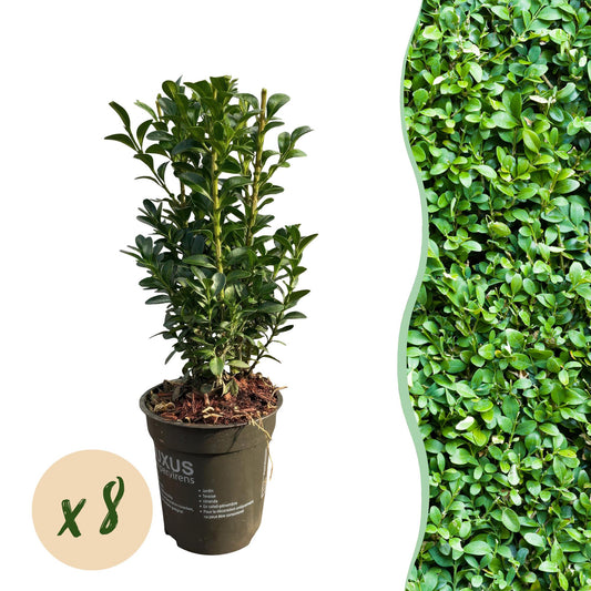 Buxus sempervirens - 8 planten - 1 strekkende meter - Forestbloom