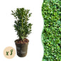 Buxus sempervirens - 8 planten - 1 strekkende meter - Forestbloom