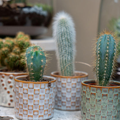 Cactus set van 6 met pot set Madrid - Forestbloom