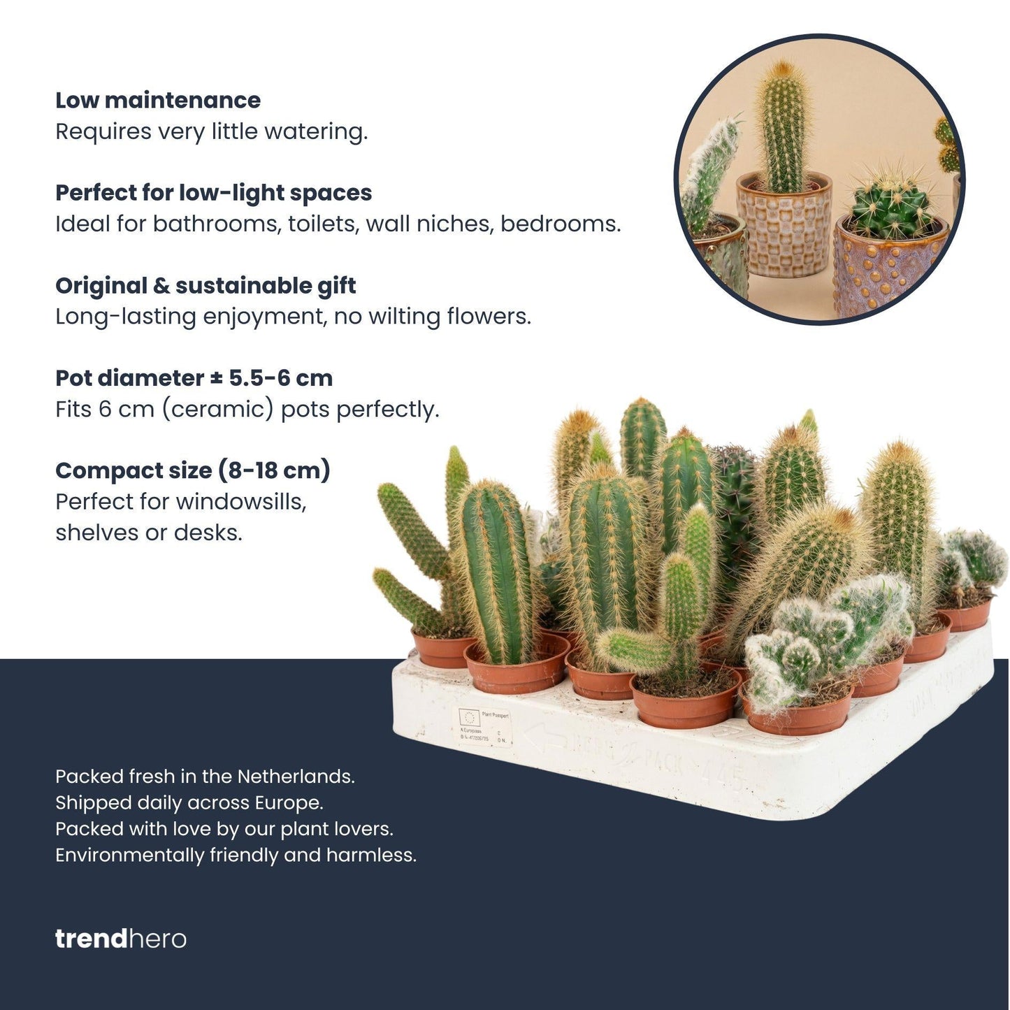 Cactus set van 6 met pot set Madrid - Forestbloom