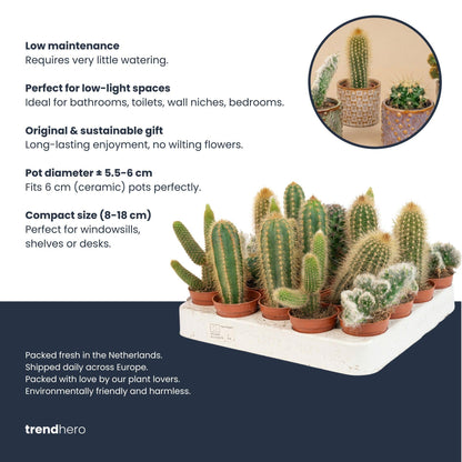 Cactus set van 6 met pot set Madrid - Forestbloom