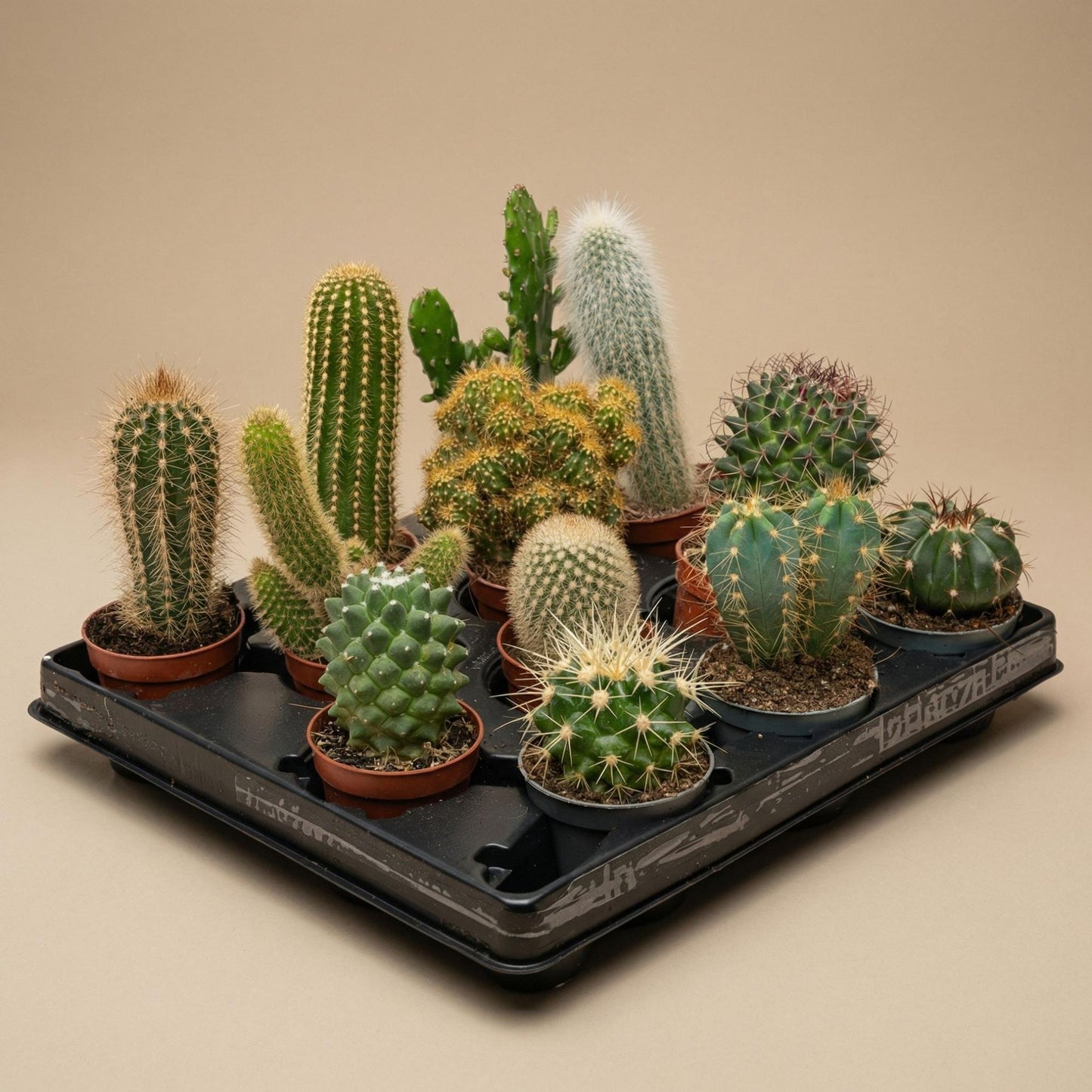 Cactus set van 6 met pot set Madrid - Forestbloom