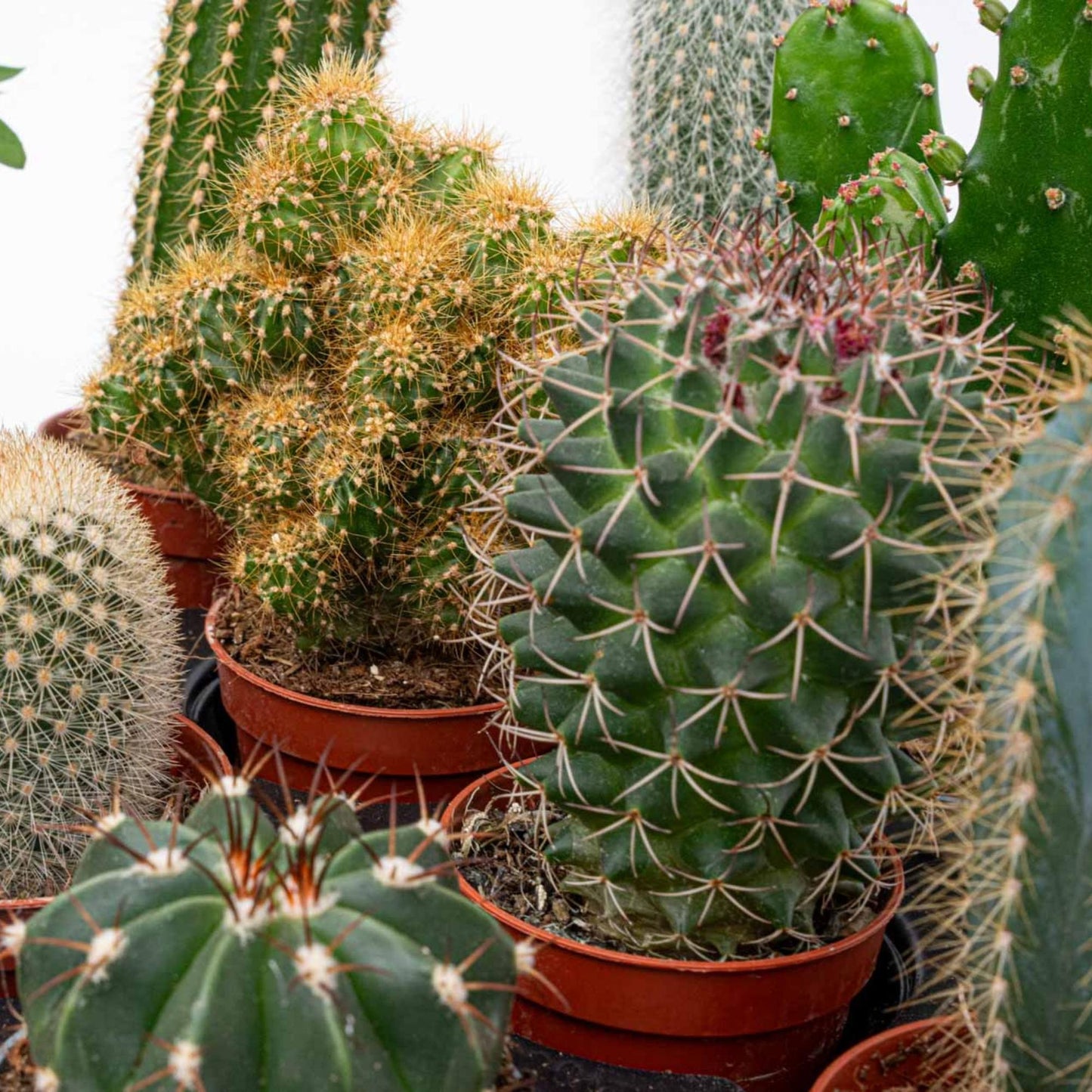 Cactus set van 6 met pot set Madrid - Forestbloom