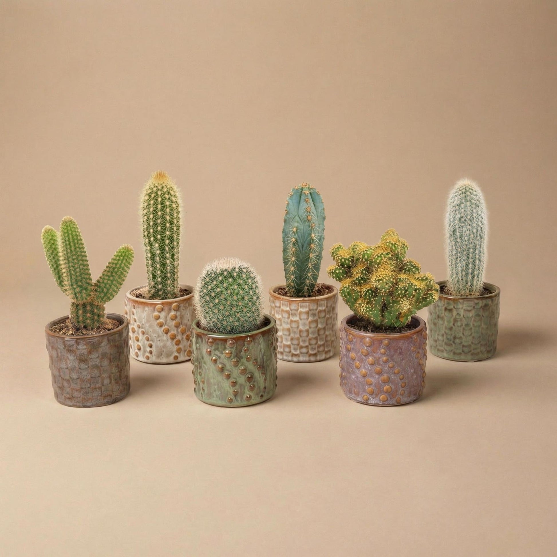 Cactus set van 6 met pot set Madrid - Forestbloom
