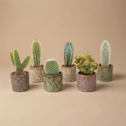 Cactus set van 6 met pot set Madrid - Forestbloom