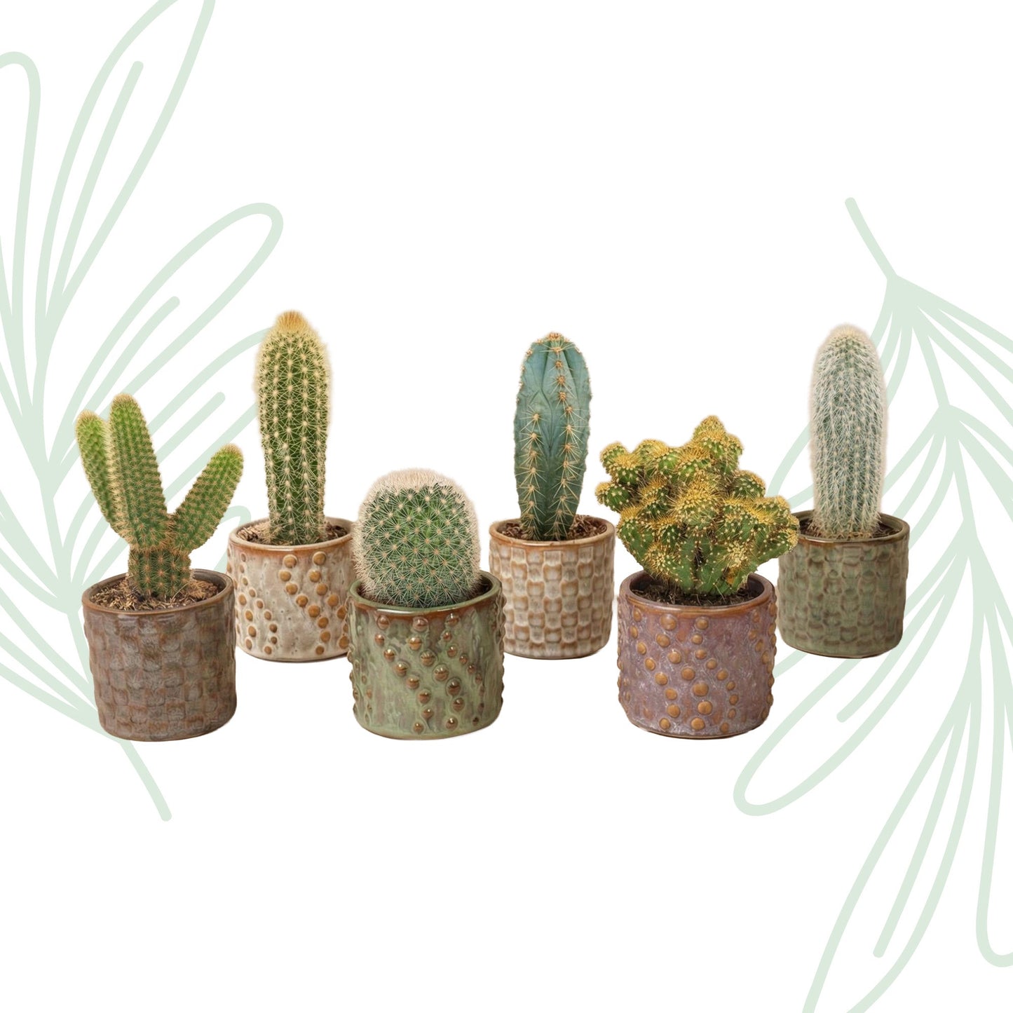 Cactus set van 6 met pot set Madrid - Forestbloom