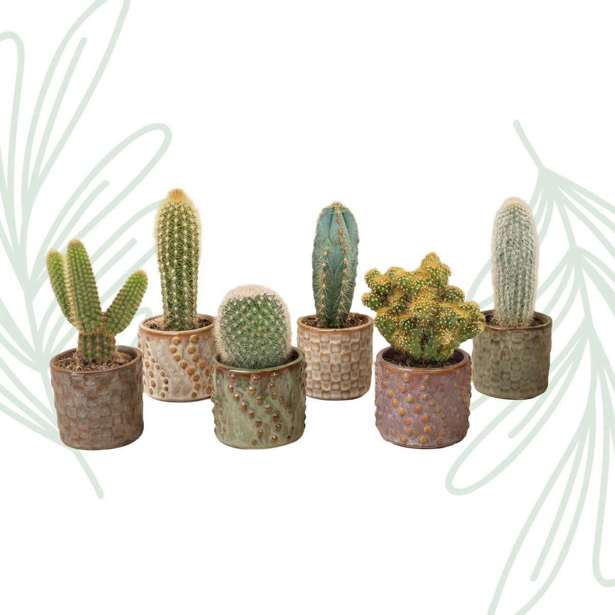 Cactus set van 6 met pot set Madrid - Forestbloom