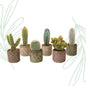 Cactus set van 6 met pot set Madrid - Forestbloom