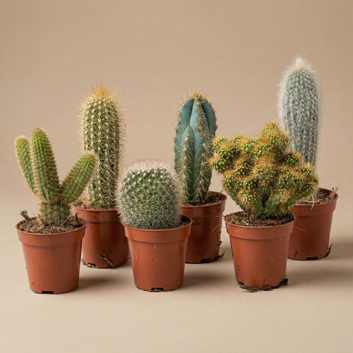 Cactus set van 6 met pot set Madrid - Forestbloom