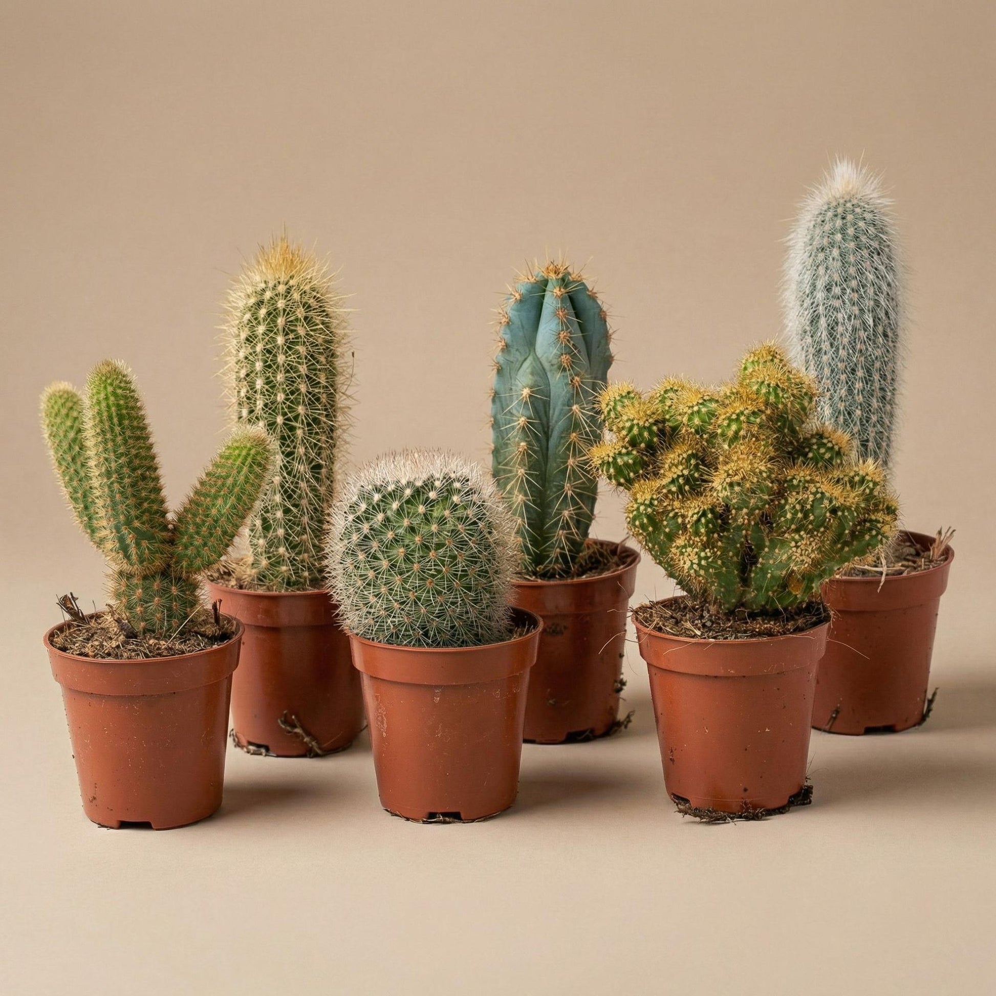 Cactus set van 6 met pot set Madrid - Forestbloom
