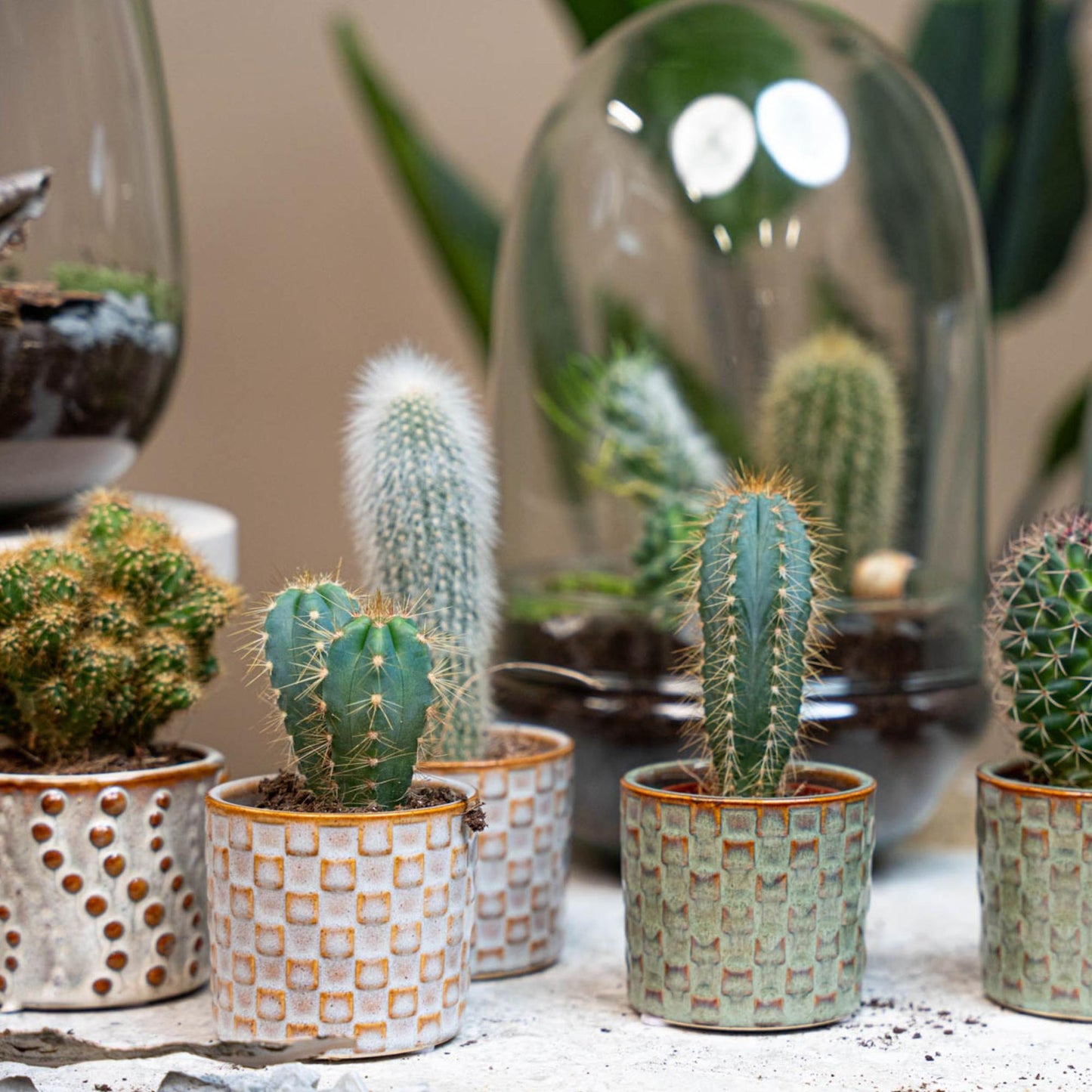 Cactus set van 6 met pot set Madrid - Forestbloom