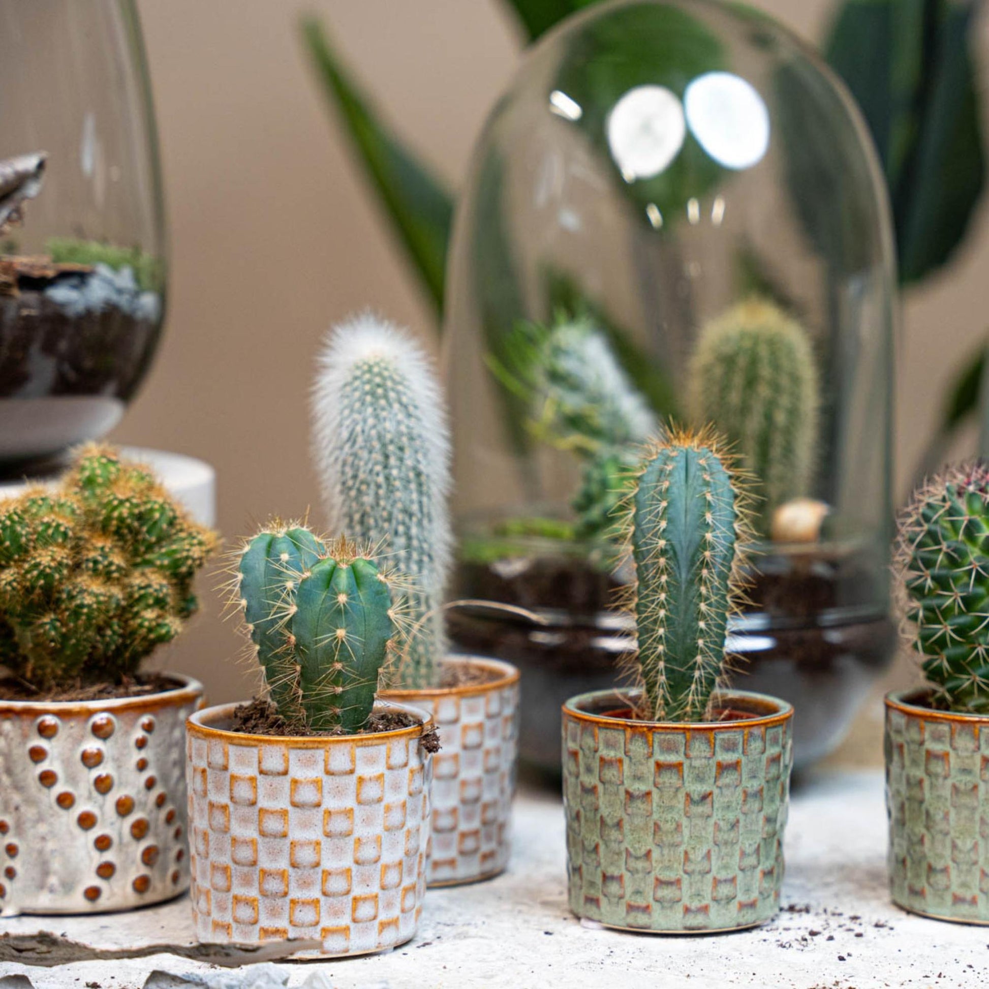 Cactus set van 6 met pot set Madrid - Forestbloom