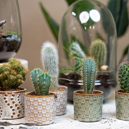 Cactus set van 6 met pot set Madrid - Forestbloom