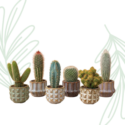 Cactus set van 6 met pot set San Juan - Forestbloom