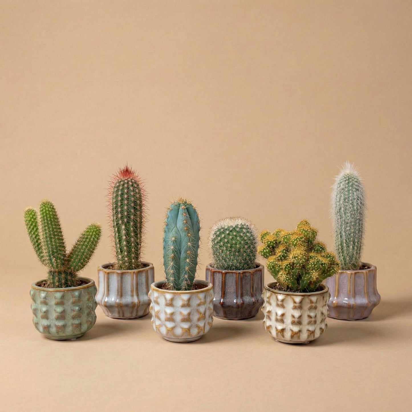 Cactus set van 6 met pot set San Juan - Forestbloom