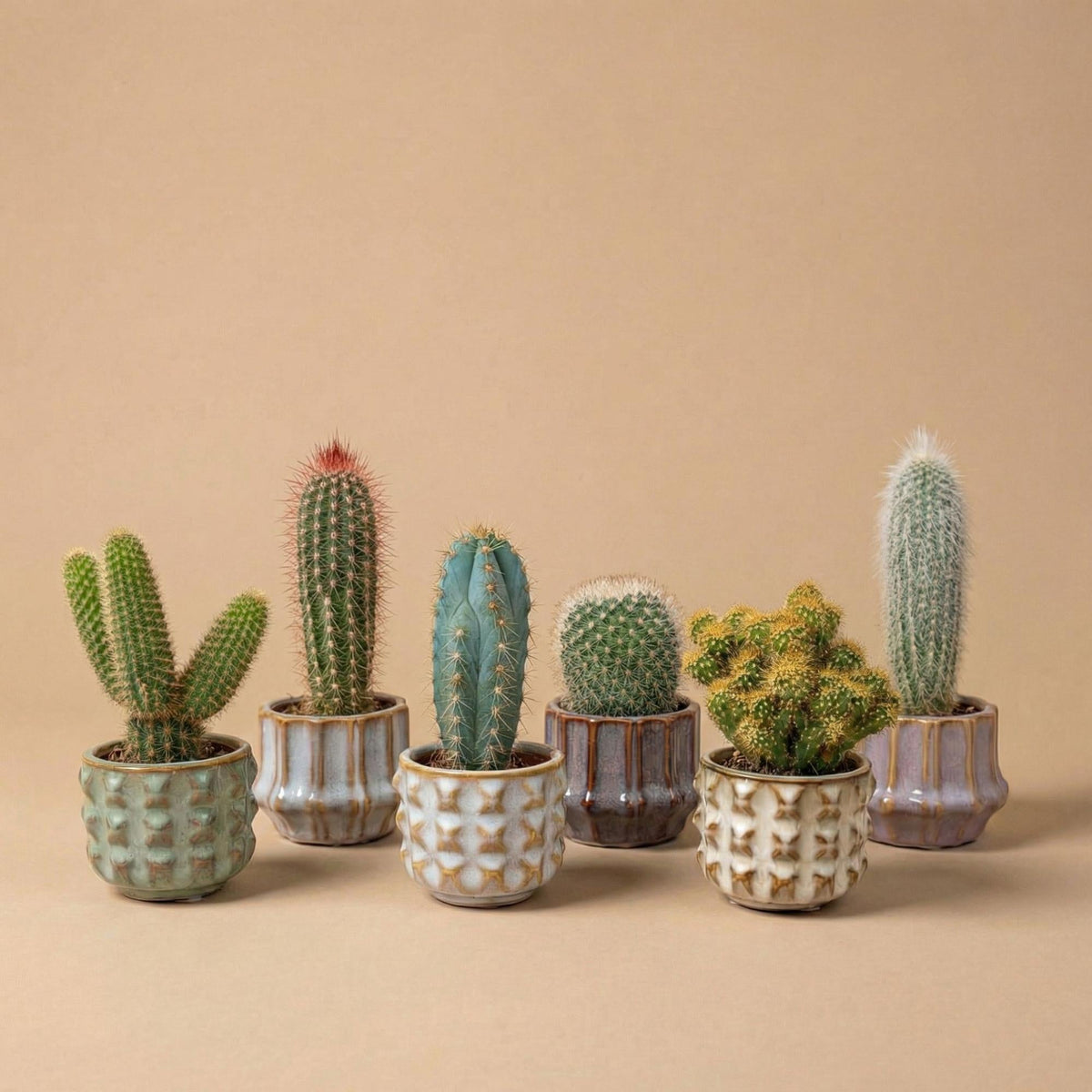 Cactus set van 6 met pot set San Juan - Forestbloom