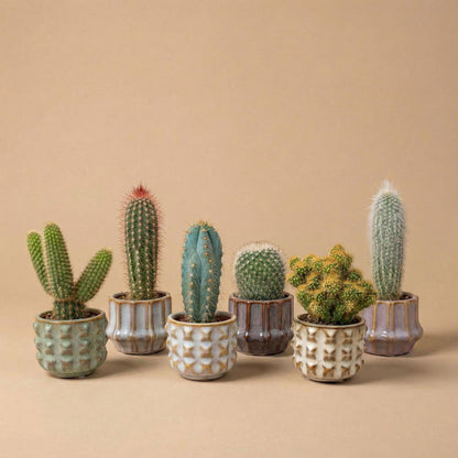 Cactus set van 6 met pot set San Juan - Forestbloom