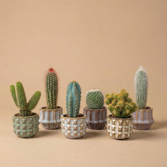 Cactus set van 6 met pot set San Juan - Forestbloom