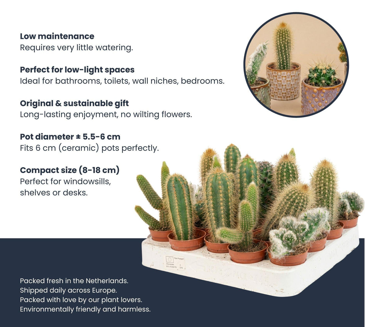 Cactussen set van 3 met rode mini pot - Forestbloom