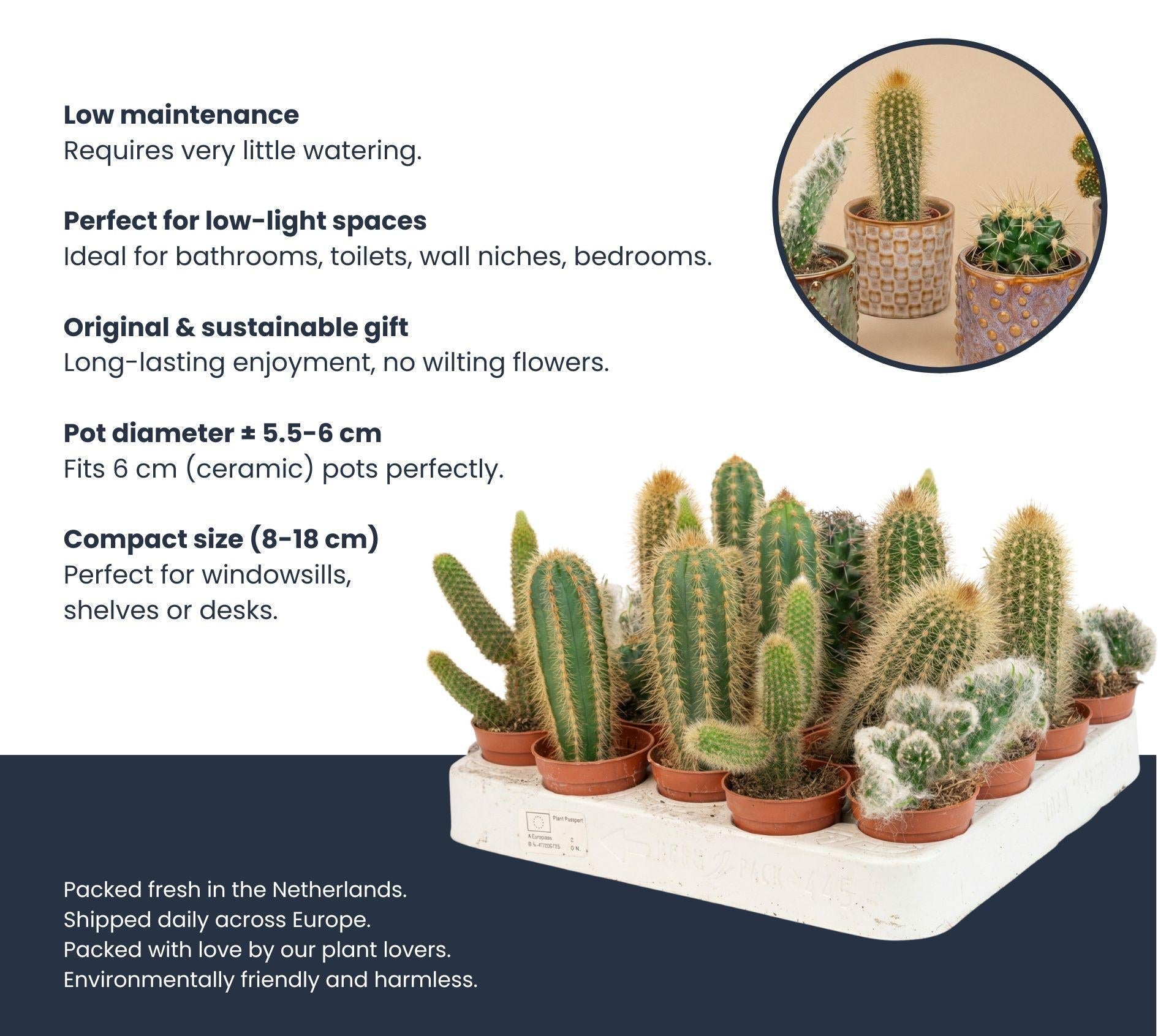 Cactussen set van 3 met rode mini pot - Forestbloom