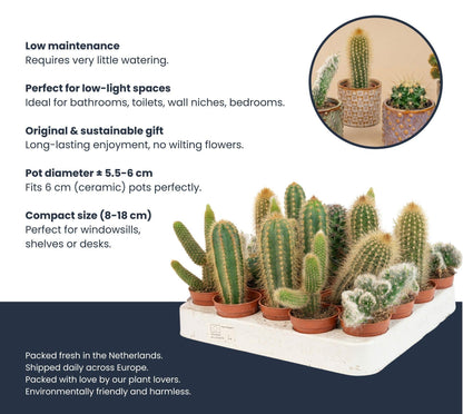 Cactussen set van 3 met rode mini pot - Forestbloom