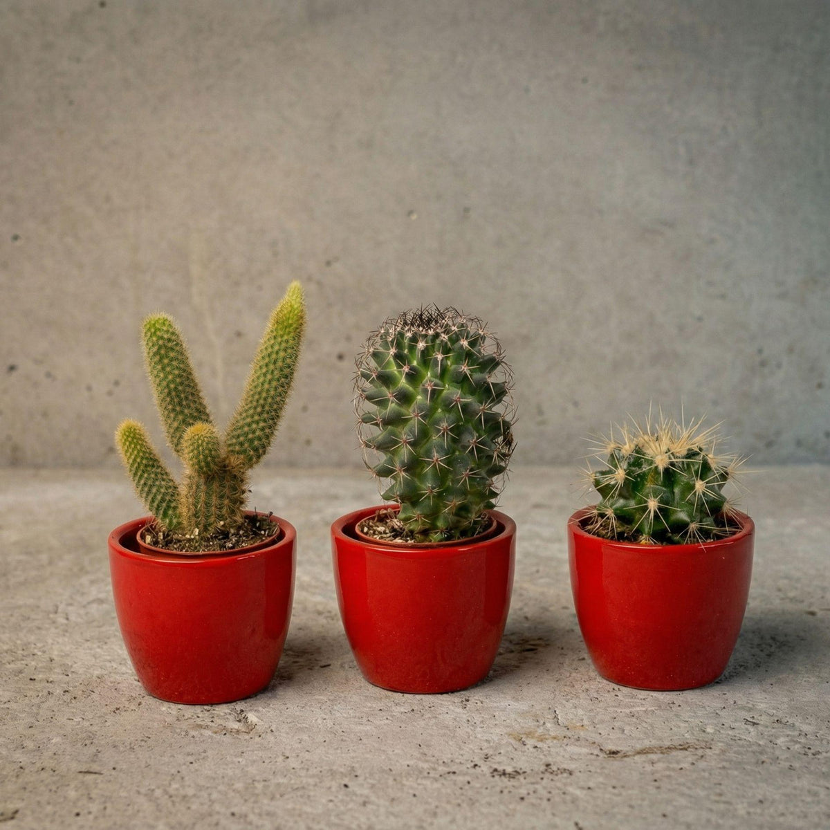 Cactussen set van 3 met rode mini pot - Forestbloom