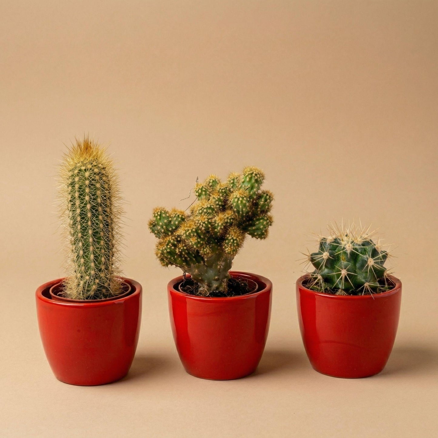 Cactussen set van 3 met rode mini pot - Forestbloom
