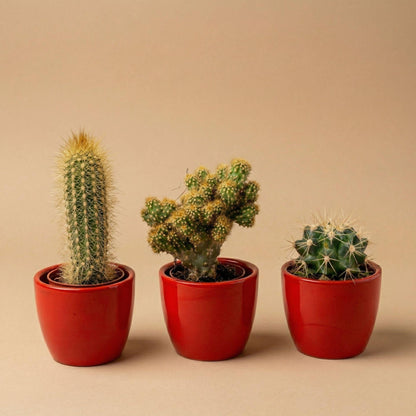 Cactussen set van 3 met rode mini pot - Forestbloom