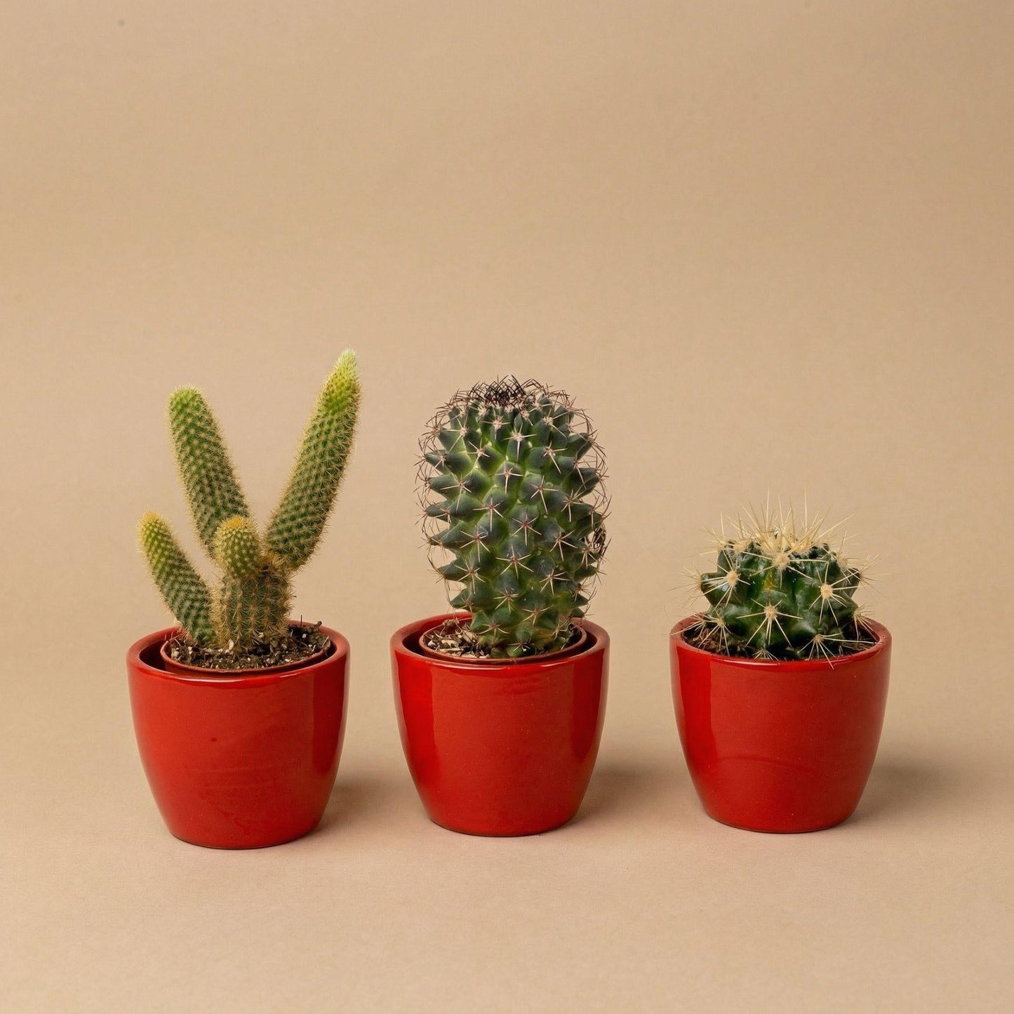 Cactussen set van 3 met rode mini pot - Forestbloom