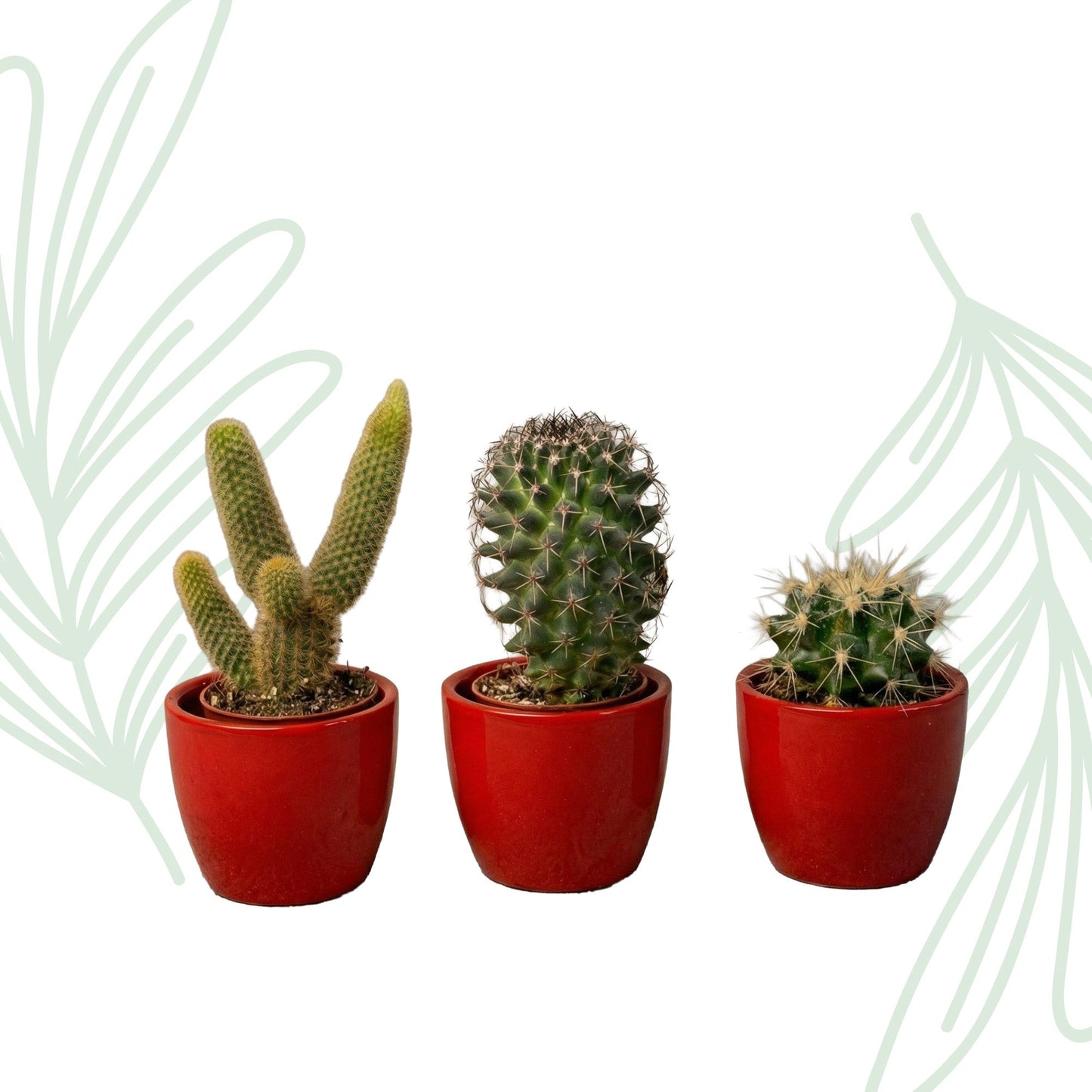 Cactussen set van 3 met rode mini pot - Forestbloom
