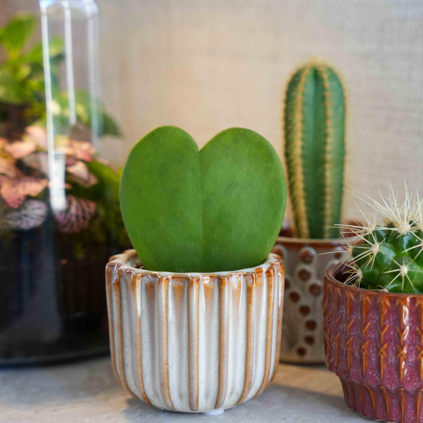 Cadeauset van hartjesplant, pot, wenskaart & geschenktasje - Forestbloom