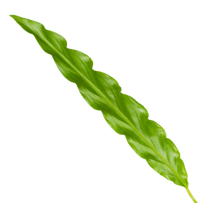 Calathea Bluegrass - 35 cm - Forestbloom