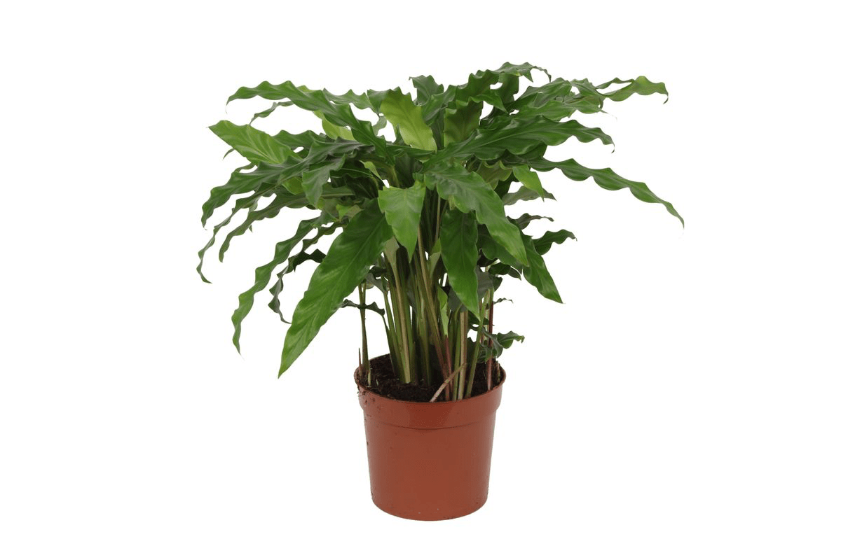 Calathea Bluegrass - 35 cm - Forestbloom