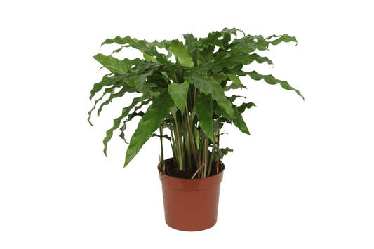 Calathea Bluegrass - 35 cm - Forestbloom