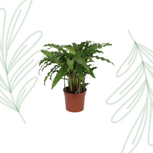 Calathea Bluegrass - 35 cm - Forestbloom