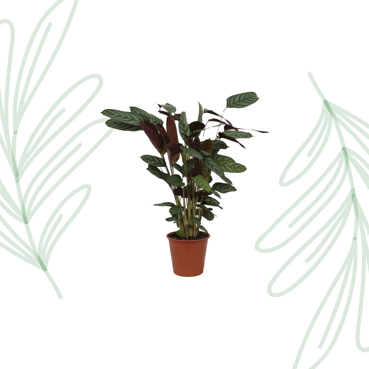 Calathea Compactstar - 90 cm - Forestbloom