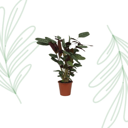 Calathea Compactstar - 90 cm - Forestbloom