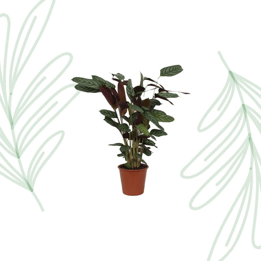 Calathea Compactstar - 90 cm - Forestbloom