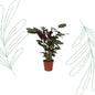 Calathea Compactstar - 90 cm - Forestbloom