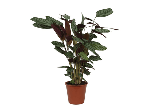 Calathea Compactstar - 90 cm - Forestbloom