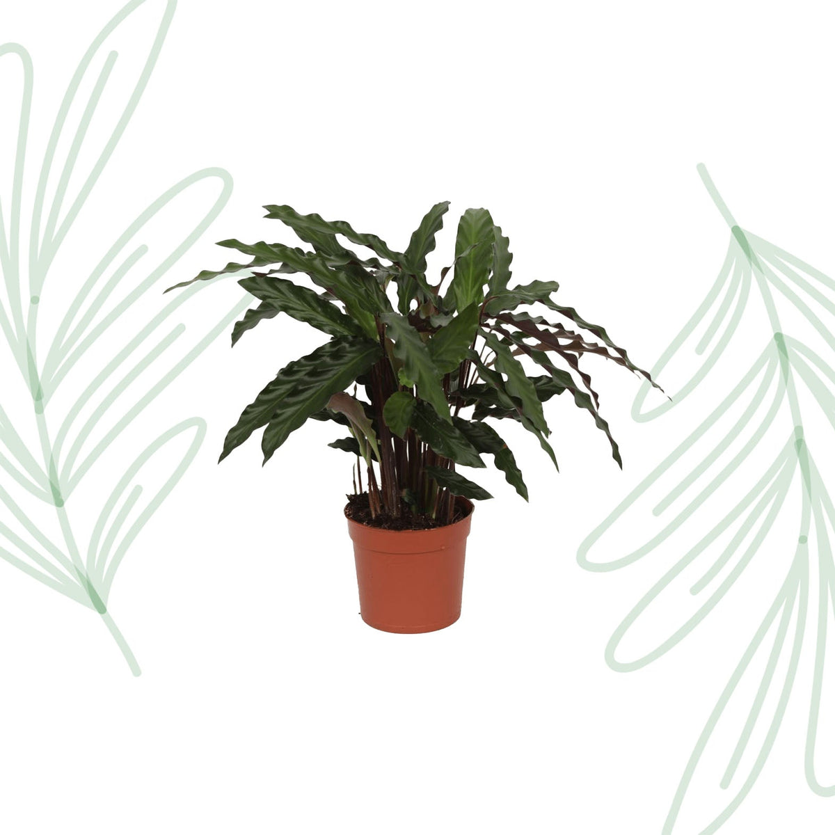 Calathea Elgergrass - 35 cm - Forestbloom