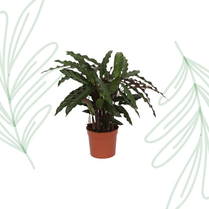 Calathea Elgergrass - 35 cm - Forestbloom