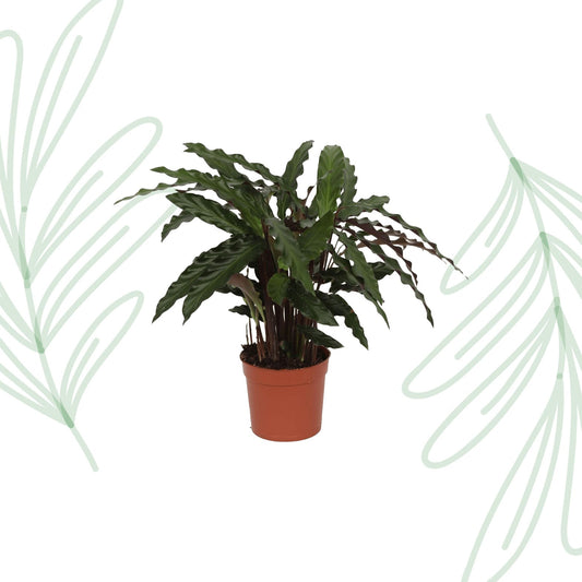 Calathea Elgergrass - 35 cm - Forestbloom