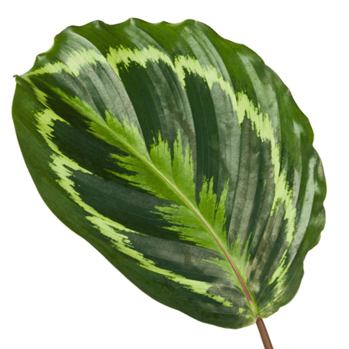 Calathea Medallion - 80 cm - Forestbloom