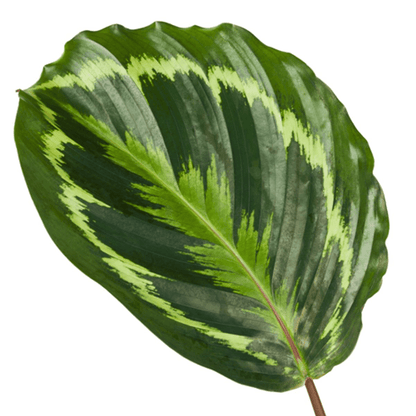 Calathea Medallion - 80 cm - Forestbloom