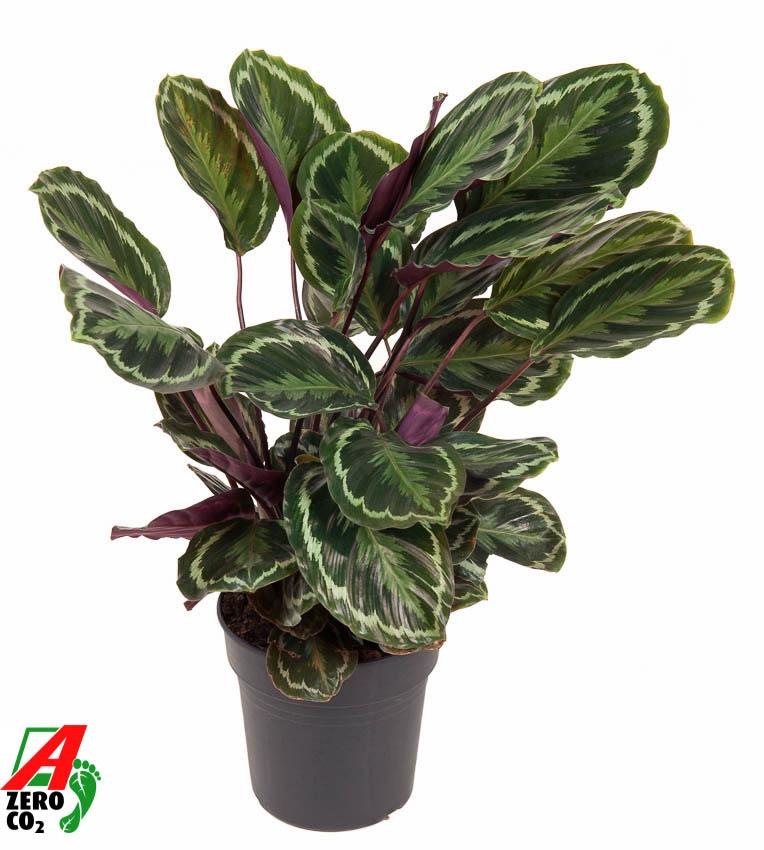 Calathea Medallion - 80 cm - Forestbloom